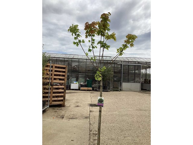 Sierstam - aronia (x1), acerstam(1). viburnum tinus stam(1) - afbeelding 2 van  3