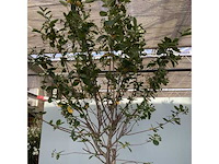 Sierstam - aronia (x1), acerstam(1). viburnum tinus stam(1) - afbeelding 1 van  5