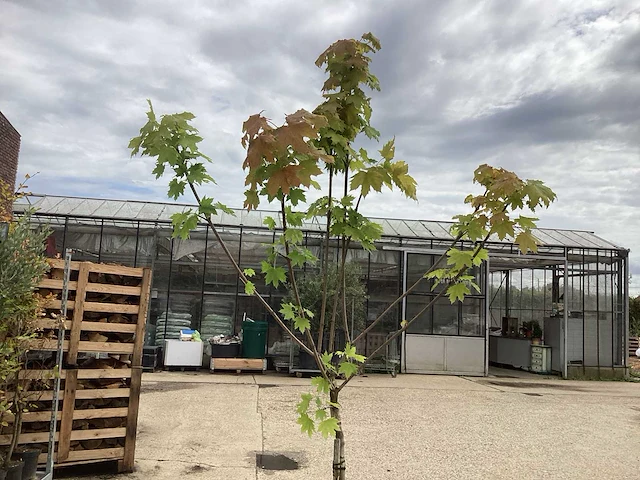 Sierstam - aronia (x1), acerstam(1). viburnum tinus stam(1) - afbeelding 2 van  5