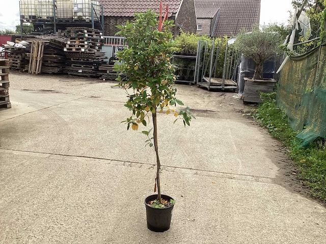 Sierstam - aronia (x1), acerstam(1). viburnum tinus stam(1) - afbeelding 5 van  5