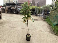 Sierstam - aronia (x1), acerstam(1). viburnum tinus stam(1) - afbeelding 5 van  5