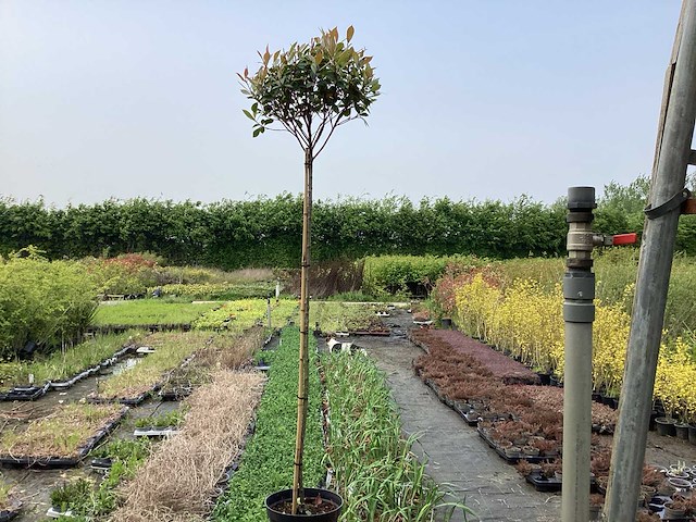 Sierstam - photinia (x1) - afbeelding 1 van  2