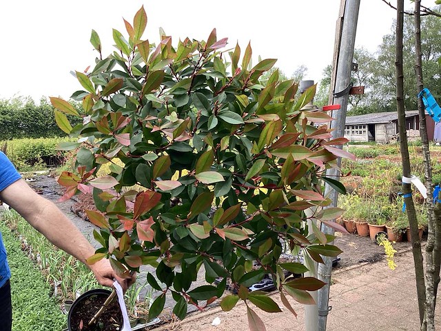 Sierstam - photinia (x1) - afbeelding 2 van  2