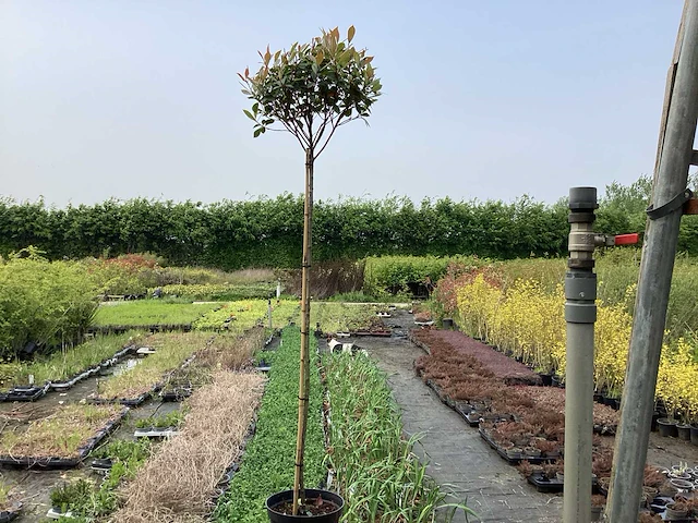 Sierstam - photinia (x1) - afbeelding 1 van  3