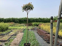 Sierstam - photinia (x1)