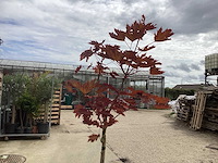 Sierstam - viburnum tinus (x1)acer rood(2),acer groen (2) - afbeelding 3 van  8