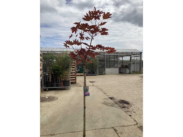 Sierstam - viburnum tinus (x1)acer rood(2),acer groen (2) - afbeelding 4 van  8