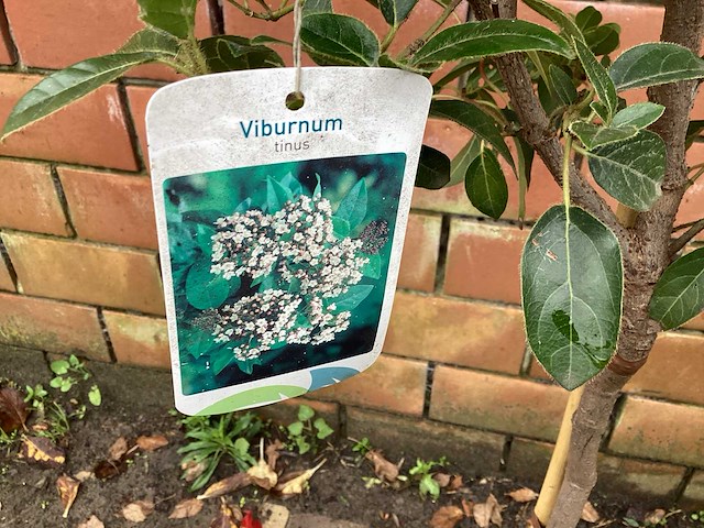 Sierstam - viburnum tinus (x1)acer rood(2),acer groen (2) - afbeelding 1 van  5