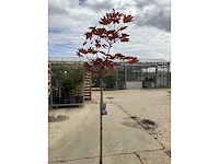 Sierstam - viburnum tinus (x1)acer rood(2),acer groen (2) - afbeelding 2 van  4