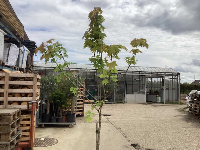 Sierstam - viburnum tinus (x1)acer rood(2),acer groen (2) - afbeelding 3 van  4