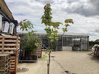 Sierstam - viburnum tinus (x1)acer rood(2),acer groen (2) - afbeelding 3 van  4