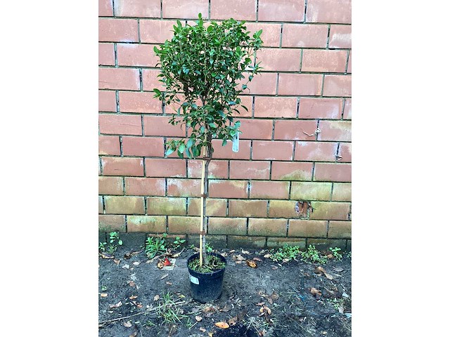 Sierstam - viburnum tinus (x1)acer rood(2),acer groen (2) - afbeelding 2 van  7
