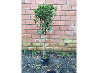 Sierstam - viburnum tinus (x1)acer rood(2),acer groen (2) - afbeelding 2 van  7