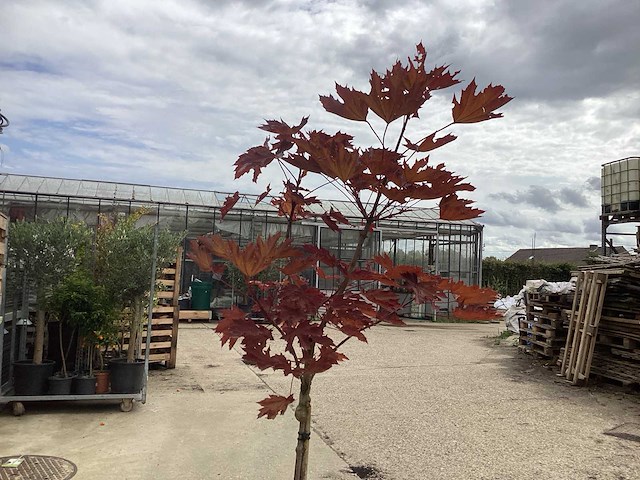 Sierstam - viburnum tinus (x1)acer rood(2),acer groen (2) - afbeelding 3 van  7
