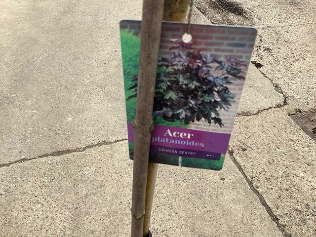 Sierstam - viburnum tinus (x1)acer rood(2),acer groen (2) - afbeelding 5 van  7