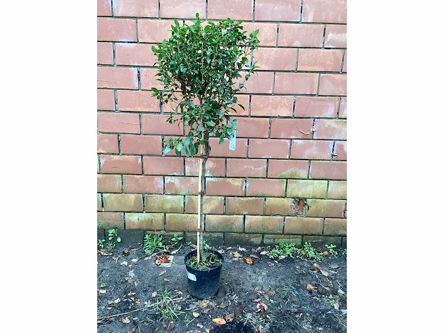 Sierstam - viburnum tinus (x1)acer rood(2),acer groen (2) - afbeelding 2 van  8