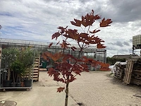 Sierstam - viburnum tinus (x1)acer rood(2),acer groen (2) - afbeelding 3 van  8