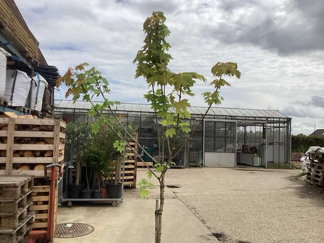 Sierstam - viburnum tinus (x1)acer rood(2),acer groen (2) - afbeelding 6 van  8