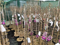 Sierstammen - diverse kleuren - syringen (x10) - afbeelding 1 van  3