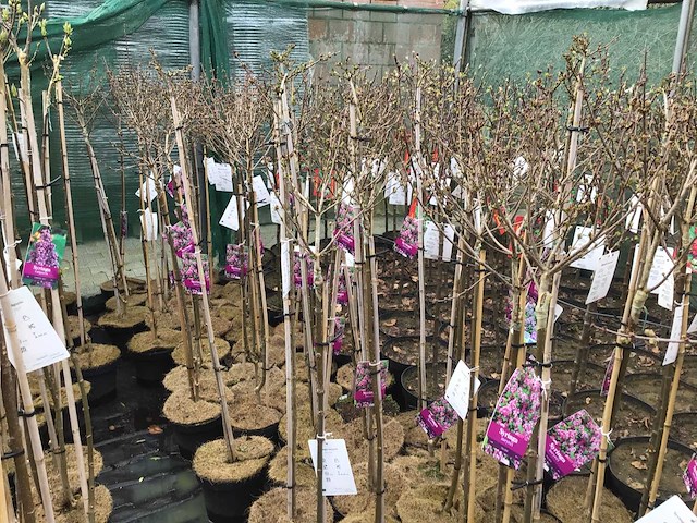 Sierstammen - diverse kleuren - syringen (x8) - afbeelding 1 van  3