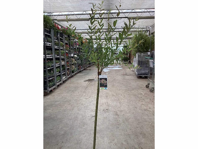 Sierstammen - salixstam (x10) - afbeelding 2 van  2
