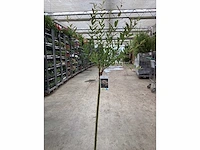 Sierstammen - salixstam (x10) - afbeelding 2 van  2