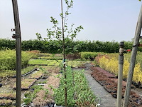 Sierstruik - liquidambarstruik (x1) - afbeelding 1 van  2