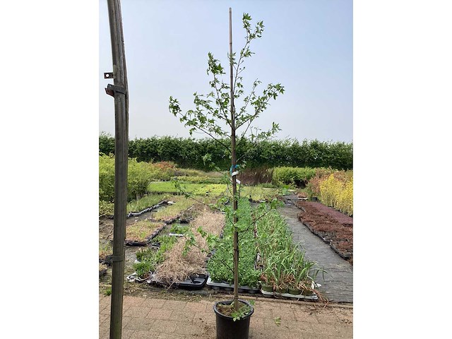 Sierstruik - liquidambarstruik (x1) - afbeelding 2 van  2