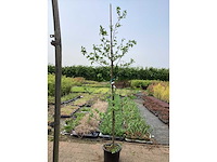 Sierstruik - liquidambarstruik (x1) - afbeelding 2 van  2