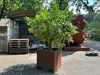 Sinaasappelboom - afbeelding 1 van  8
