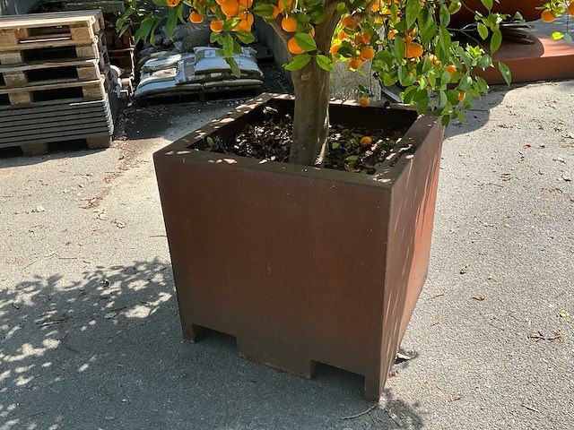 Sinaasappelboom - afbeelding 2 van  8