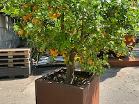 Sinaasappelboom - afbeelding 3 van  8