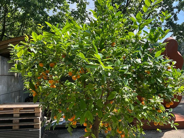 Sinaasappelboom - afbeelding 4 van  8