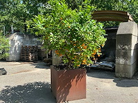 Sinaasappelboom - afbeelding 5 van  8