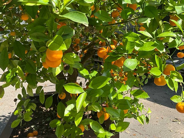 Sinaasappelboom - afbeelding 6 van  8
