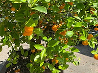 Sinaasappelboom - afbeelding 6 van  8
