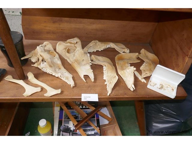 Skelet van dierenkop - afbeelding 1 van  4