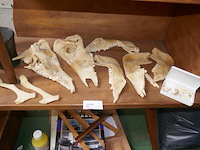 Skelet van dierenkop - afbeelding 1 van  4