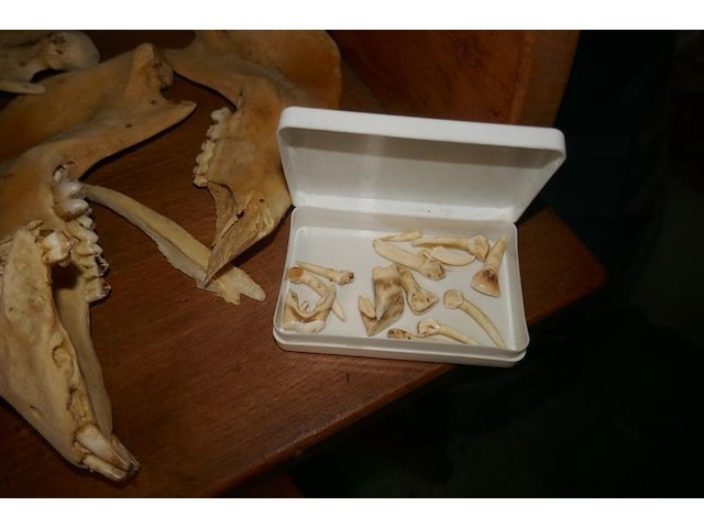 Skelet van dierenkop - afbeelding 2 van  4