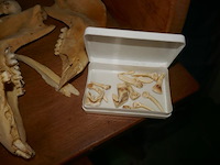 Skelet van dierenkop - afbeelding 2 van  4