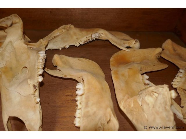 Skelet van dierenkop - afbeelding 3 van  4