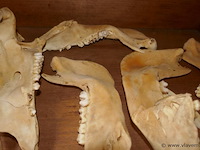 Skelet van dierenkop - afbeelding 3 van  4