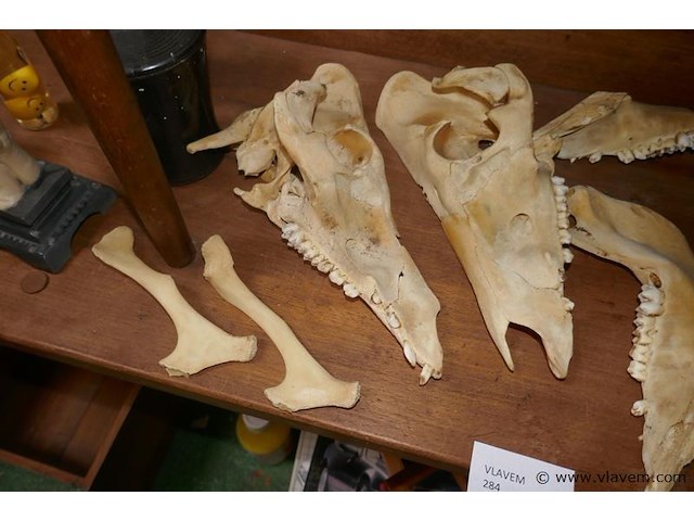 Skelet van dierenkop - afbeelding 4 van  4