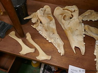 Skelet van dierenkop - afbeelding 4 van  4