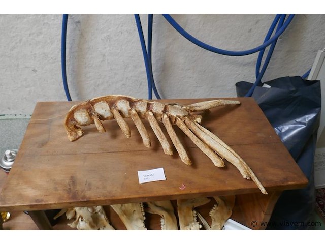 Skelet van kreeft - afbeelding 1 van  2