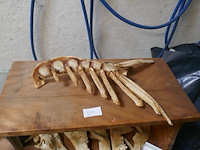 Skelet van kreeft - afbeelding 1 van  2