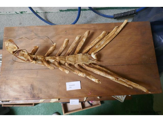 Skelet van kreeft - afbeelding 2 van  2