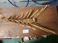 Skelet van kreeft - afbeelding 2 van  2