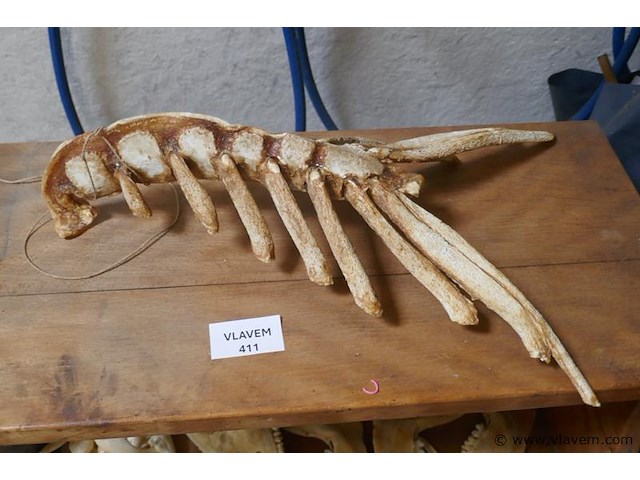 Skelet van kreeft - afbeelding 1 van  1
