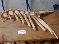 Skelet van kreeft - afbeelding 1 van  1